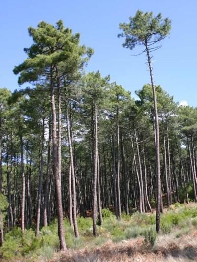 Mobil 6 Personnes Foret Des Landes